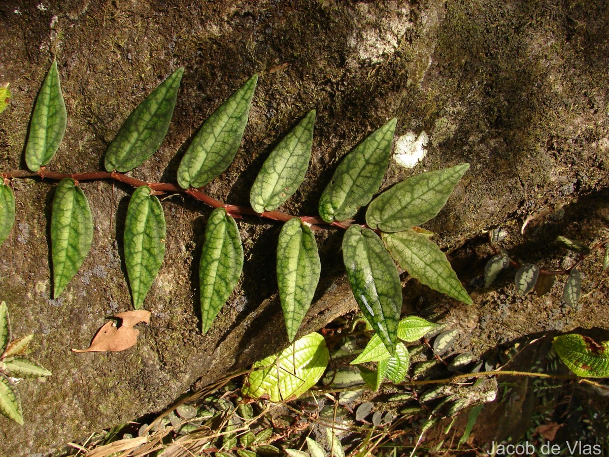Procris repens (Lour.) B.J.Conn & Hadiah